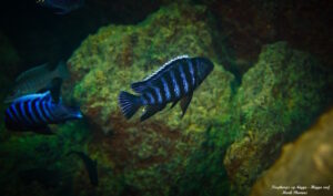 Tropheops sp.'higga' Higga Reef